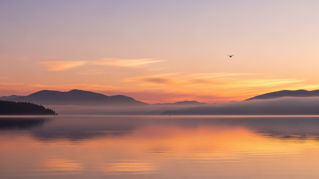 Sunrise over a still lake with soft pink sky and a single bird in flight